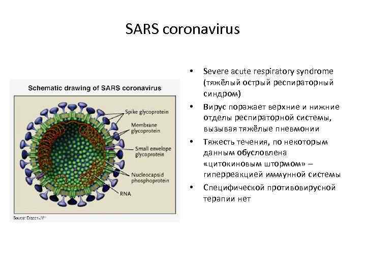 Коронавирус является. Атипичная пневмония строение вируса. Коронавирус вирус возбудитель. Коронавирус строение вируса. Возбудители тяжелого острого респираторного синдрома.